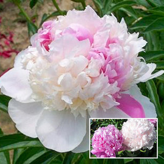 Mister Ed Peony