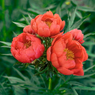 Coral Magic Peony