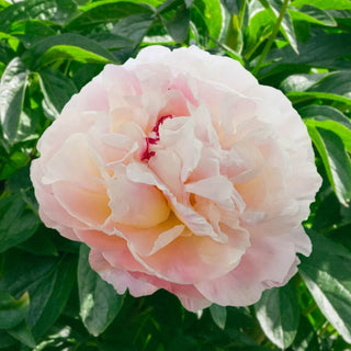 Norma Volz Peony