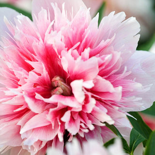 Officinalis Rosea Plena Peony