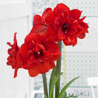 Double King Amaryllis Bulb