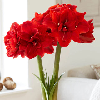 Red Toro Amaryllis Bulb