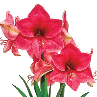 Pink Rival Amaryllis Bulb