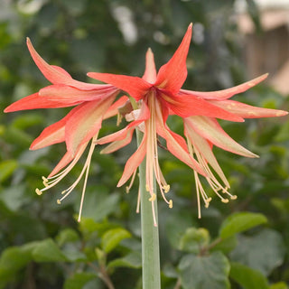 Sumatra Amaryllis Bulb