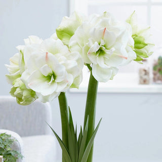 White Amadeus Amaryllis Bulb