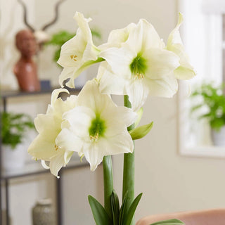 White Queen Amaryllis Bulb