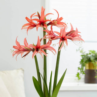 Cybister Rose Amaryllis Bulb