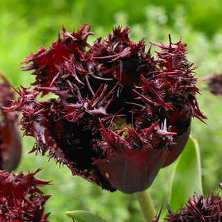 Labrador Tulip