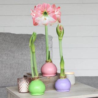 Amaryllis Waxed