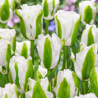 Green Light Tulip