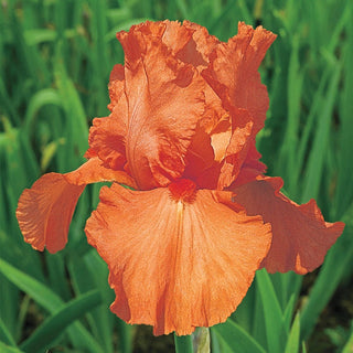 Orange Harvest Reblooming Bearded Iris