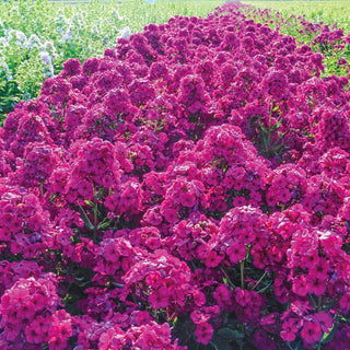 Phlox Raving Beauty