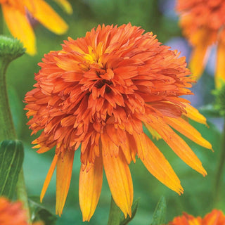 Coneflower Marmalade