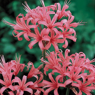 Japanese Spider Lily