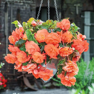 Apricot Joy Hanging Basket Begonia