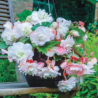 Angelique Hanging Begonia