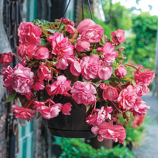 Pink Delight Hanging Basket Begonia