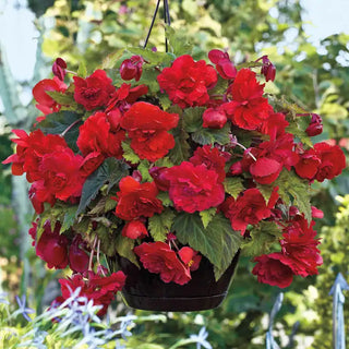 Red Glory Hanging Basket Begonia