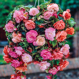 Cascading Splendor Begonia For Hanging Baskets