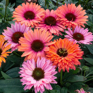 Sunseekers Rainbow Coneflower