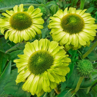 Apple Green Coneflower