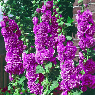 Chaters Double Violet Hollyhock