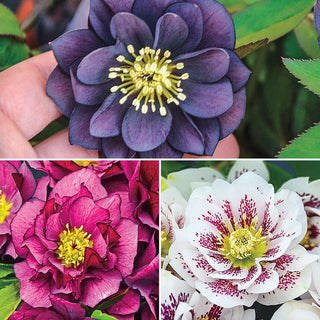 Wedding Party Helleborus Double Collection