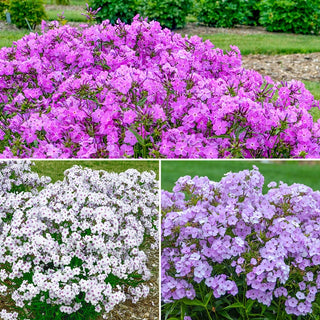 Reblooming Phlox Collection