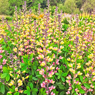 Pink Lemonade False Indigo