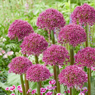 Ostara Allium