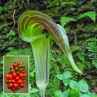 Jack In The Pulpit