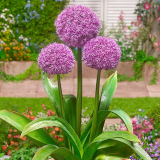 Party Balloons Allium