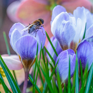 Blue Pearl Snow Crocus