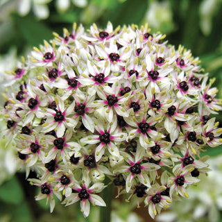 Silver Spring Allium