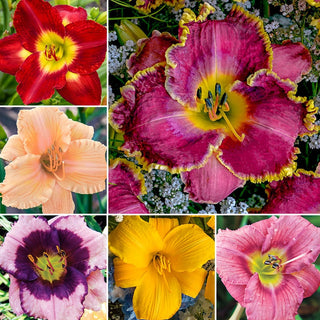 Most Popular Collection Reblooming Daylily