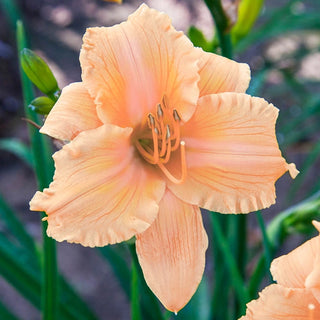 Most Popular Collection Reblooming Daylily