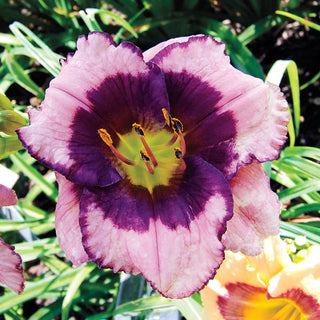 Most Popular Collection Reblooming Daylily