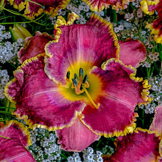 Most Popular Collection Reblooming Daylily