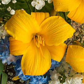 Most Popular Collection Reblooming Daylily