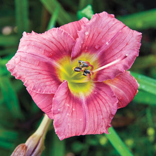 Most Popular Collection Reblooming Daylily