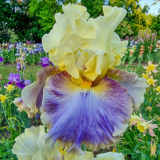 Style Traveller Bearded Iris