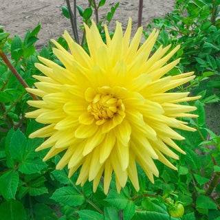 Gelber Vulcan Dahlia