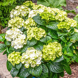 Grin And Tonic Reblooming Hydrangea