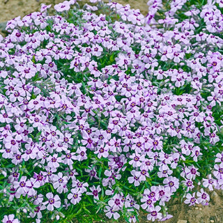 Eye Candy Carpet Phlox