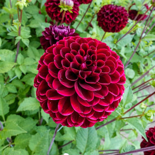 Dark Spirit Dahlia