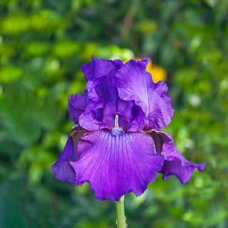 His Royal Highness Reblooming Bearded Iris