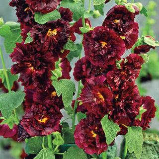 Chaters Maroon Double Flowered Hollyhock