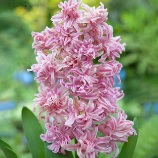 Ultradouble Hyacinth Collection