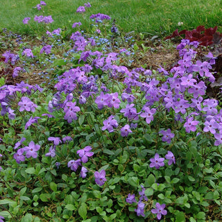 Sherwood Purple Woodland Phlox