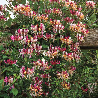 Fragrant Cloud Honeysuckle